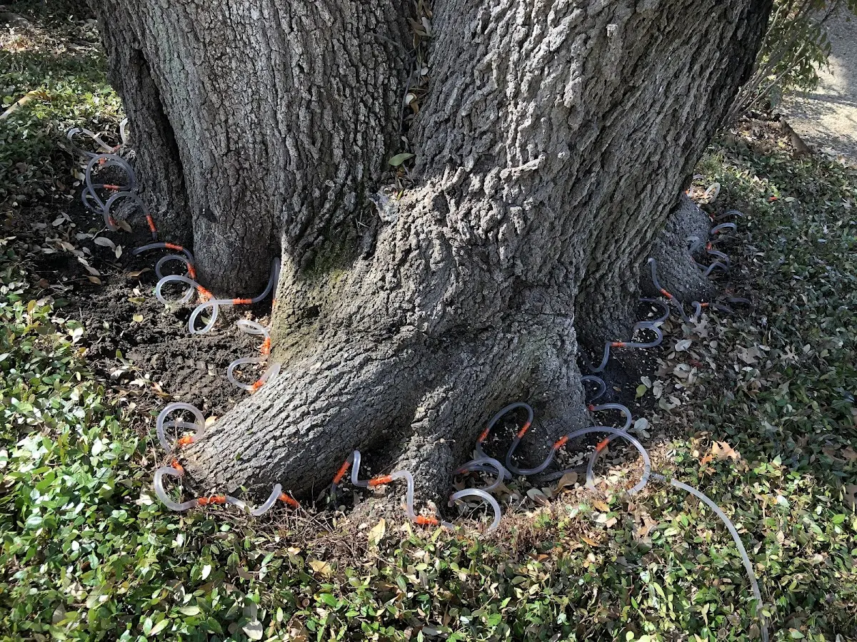 Detailed Tree Cabling and Bracing job site in Orwell