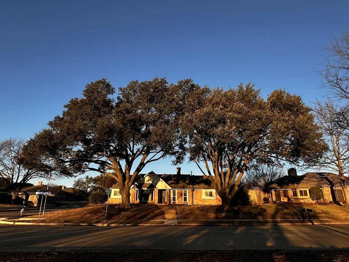 Established residential canopy tree shading a home in Orwell
